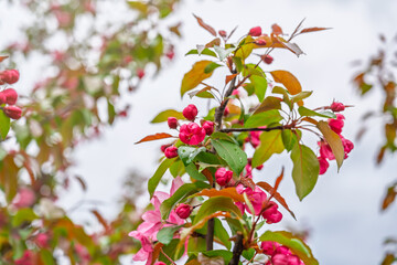 Wall Mural - Fresh pink flowers of a blossoming apple tree with blured background
