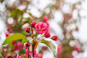 Wall Mural - Fresh pink flowers of a blossoming apple tree with blured background