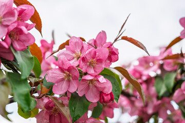 Wall Mural - Fresh pink flowers of a blossoming apple tree with blured background