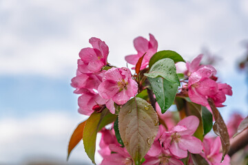 Wall Mural - Fresh pink flowers of a blossoming apple tree with blured background