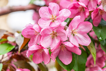 Wall Mural - Fresh pink flowers of a blossoming apple tree with blured background