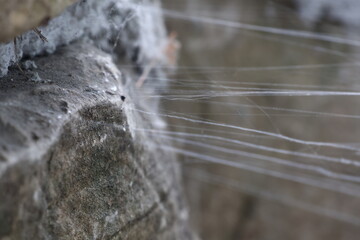 spider web in the water