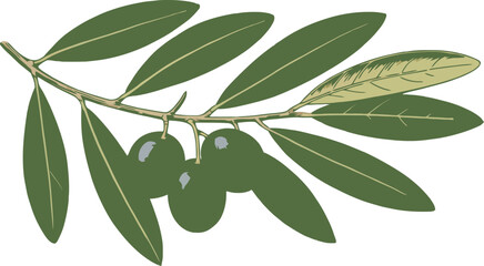A close up of an olive branch with olives and green leaves