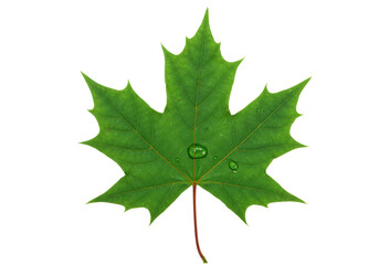 isolated green maple leaf with droplets, a beautiful botanical detail to add to a design