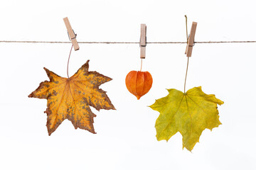 Wall Mural - Dry leaves hanging on a rope with clothespins Thanksgiving and fall wallpaper with copyspace
