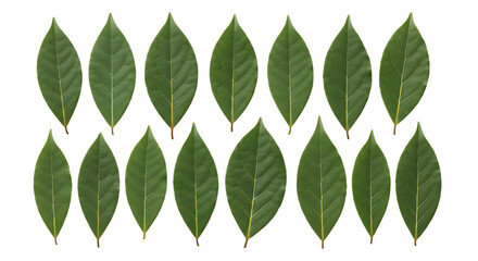 Collection of green oval leaves arranged in rows isolated on transparent background