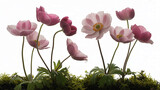 A beautiful arrangement of pink and magenta anemone flowers with delicate stems and green moss, isolated on a clean white studio background
