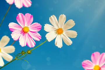 Wall Mural - Autumn flowers white and purple cosmos on blue sky. Natural composition. Floral background.
