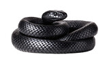 Black snake coiled isolated on transparent background