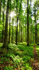  Lush forest bathed in sunlight (1)