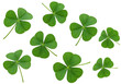 © Lily - Isolated shamrock plants for St Patricks Day celebration or good luck charms pattern