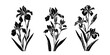 © local_doctor - Minimalist vector illustration in black and white, showing three iris flowers in detailed, bold silhouette style. The theme is botanical, focusing on elegant floral shapes and natural forms.