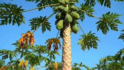 A papaya tree laden with green fruit and large, textured leaves against a vibrant blue sky.