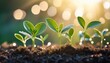 © Lawson - Fresh Green Seedlings With Dew Drops In Light Bokeh Background