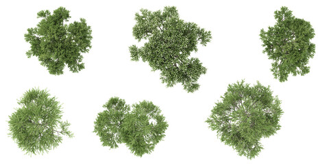 collection of melaleuca plants with transparent background from the top view