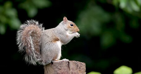 Wall Mural - Grey squirrel eating nut on a tree stump, UK