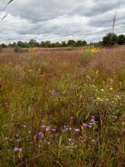 Wall Mural - A landscape looking over a prairie of tall grass and flowers on a cloudy day in summer