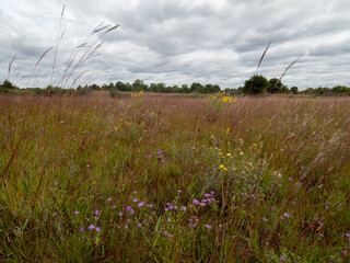 Wall Mural - A landscape looking over a prairie of tall grass and flowers on a cloudy day in summer