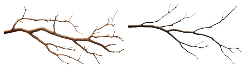 Wall Mural - PNG Realistic detailed tree branches, element set on transparent background
