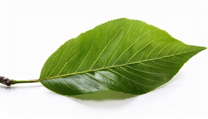 fresh tree branch isolated on white background