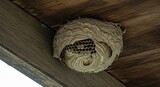 Intricate Wasp Nest Hanging from Wooden Structure, Close-Up View