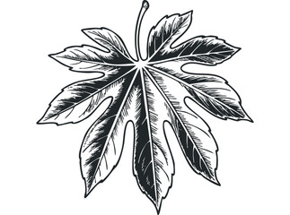 Wall Mural - Detailed ink drawing of a single maple leaf with stem on transparent background. Vector hand drawn