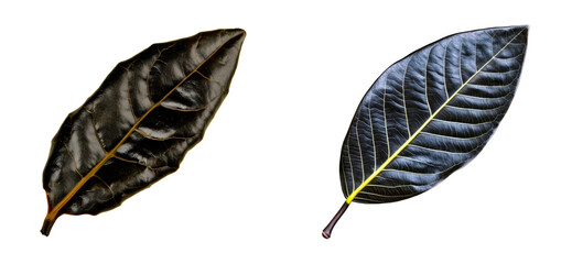 Wall Mural - Two dark tropical leaves with prominent veins on transparent background, cut out