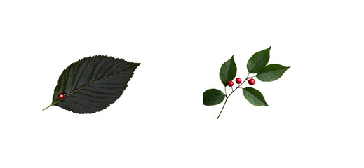 Wall Mural - Ladybug on Dark Leaf and Red Berries on Green Branch, cut out