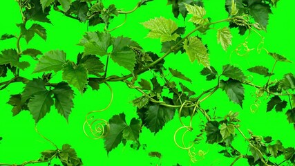 Wall Mural - A green vine rapidly growing and twisting, extending its tendrils in a fluid motion, isolated on a bright green screen natural, pure, dynamic