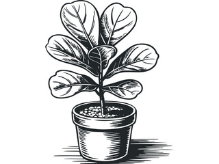 Wall Mural - Potted fiddle leaf fig tree, minimalist line drawing,. Vector hand drawn