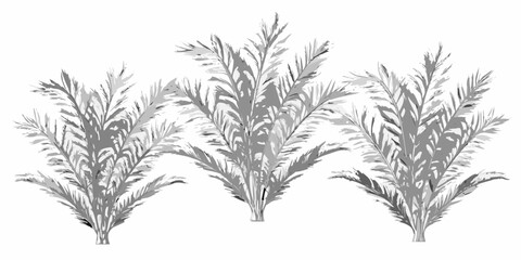 Three grayscale palm plants with detailed fronds arranged horizontally on a white background image design | editable eps vectors silhouette
