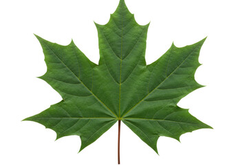 isolated vibrant green maple leaf displays its complex veins on a summer day