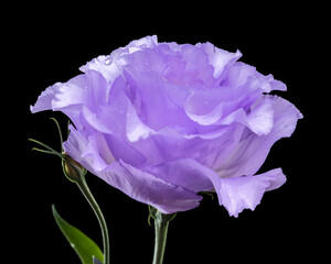 Wall Mural - Macro Shot of a Light Purple Lisianthus Flower