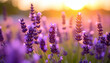 © CHAYAPORN - Soft focus of lavender buds in bloom, warm golden hour sunlight