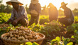 © Amiril - Farmers harvesting peanuts in a field at sunset