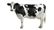 © mr Wajed - A black and white cow isolated on transparent background
