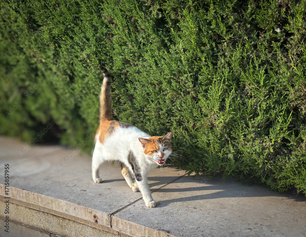 緑の木と三毛猫さん 緑の植え込みを背景に歩く三毛猫の姿 の Stock フォト | Adobe Stock