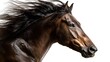 © Hasnain - Beautiful brown horse head close up portrait equine photography majestic animal isolated on white background