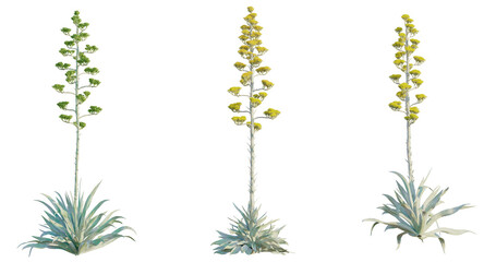 Agave americana Tree 4k cutout transparent background