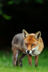 Wall Mural - Portrait of a red fox standing on green grass in a meadow