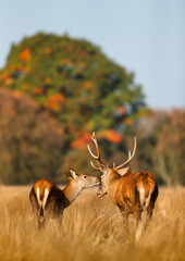 Wall Mural - Majestic red deer stag with hind during the rutting season in autumn