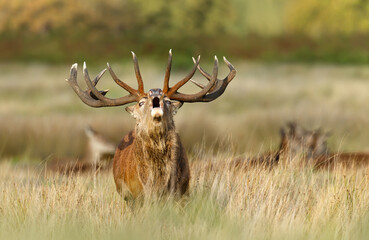 Wall Mural - Majestic red deer stag calling during the rut in autumn