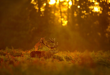 Wall Mural - Majestic red deer stag with bracken on antlers at sunrise during the rut in autumn