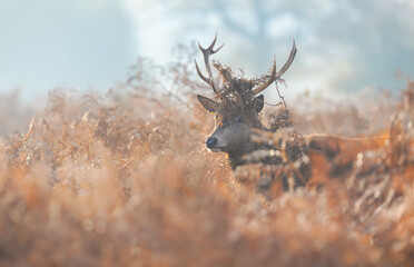 Wall Mural - Portrait of a young red deer stag with bracken on antlers during the rut in autumn