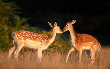 Wall Mural - Close-up of two young fallow deer standing in a meadow