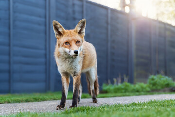Wall Mural - Portrait of a cute red fox standing calmly in a garden
