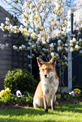 Wall Mural - Red fox sitting on green grass in a garden, framed by vibrant spring flowers and a blossoming cherry tree