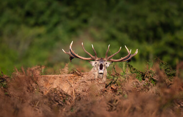 Wall Mural - Majestic red deer stag calling during the rut in autumn
