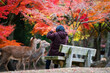 © Blanscape - tourist woman say no to feed biscuit to deers in Nara fall park