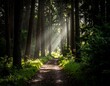 © Wedusss - Sunlight path through a dense forest (1)